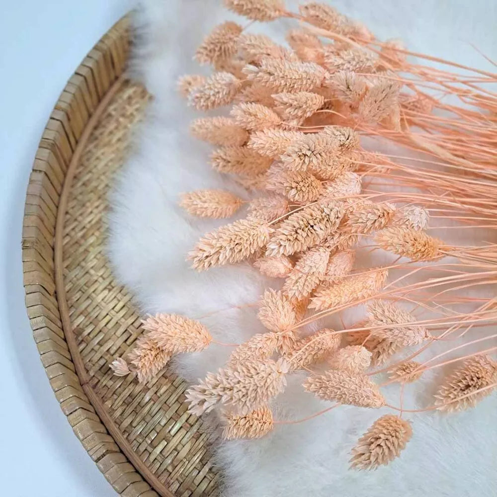 Droogbloem Phalaris +/- 100g Meloen(peach)