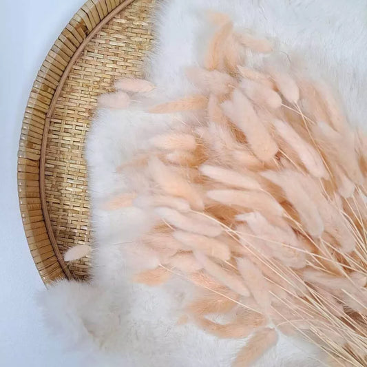 Droogbloem Lagurus +/-100g Meloen(peach)