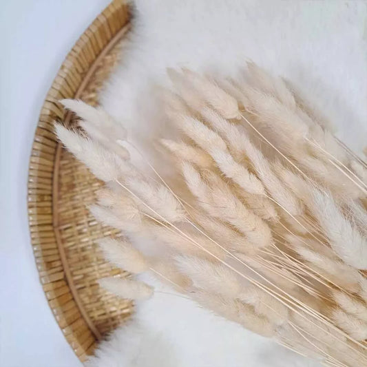 Droogbloem Lagurus +/-100g gebleekt