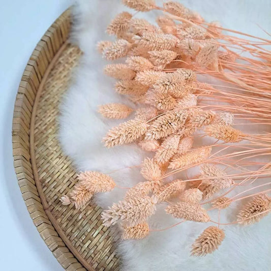 Droogbloem Phalaris +/- 100g Meloen(peach)