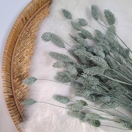 Droogbloem Phalaris +/-100g Ice green