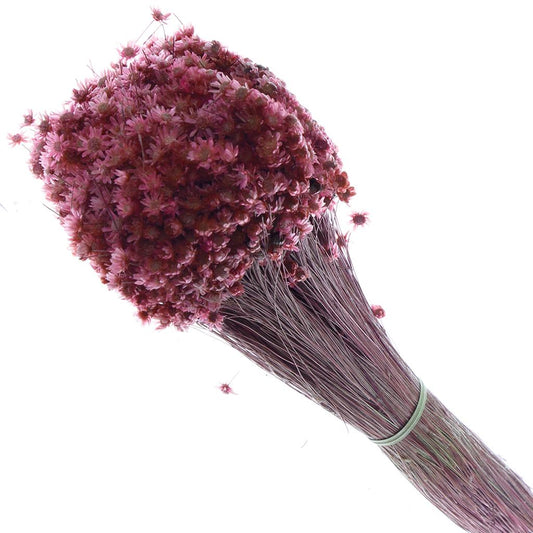 Droogbloemen Marcela