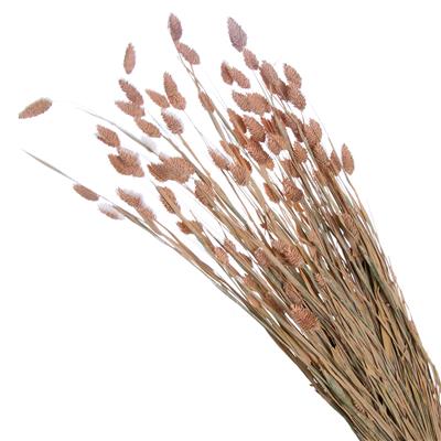 Droogbloemen Phalaris Misty Coral