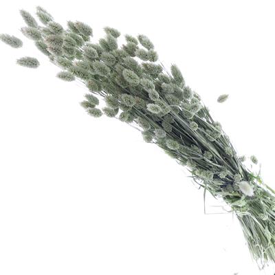 Droogbloemen Phalaris Nat.groen