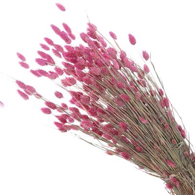 Droogbloemen Phalaris oud roze