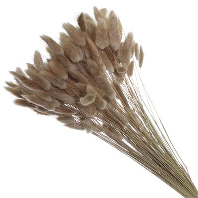 Droogbloemen Lagurus Naturel 2