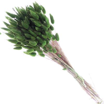 Droogbloemen Lagurus Groen