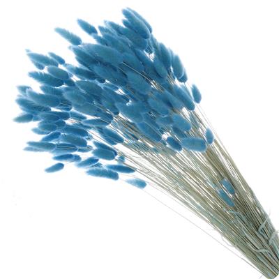 Droogbloemen Lagurus blauw