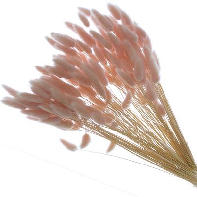 Droogbloemen Lagurus 100gr L.rose