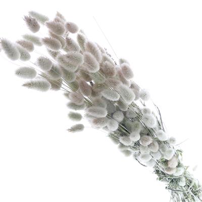 Droogbloemen Lagurus Naturel