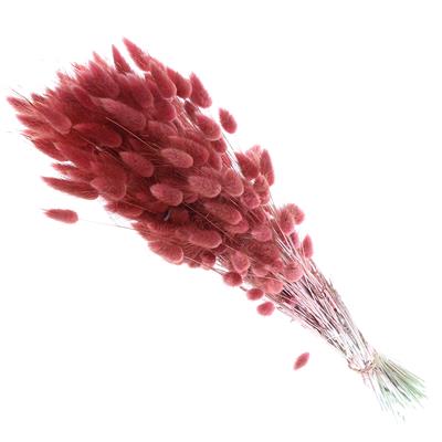 Droogbloemen Lagurus Oud rose